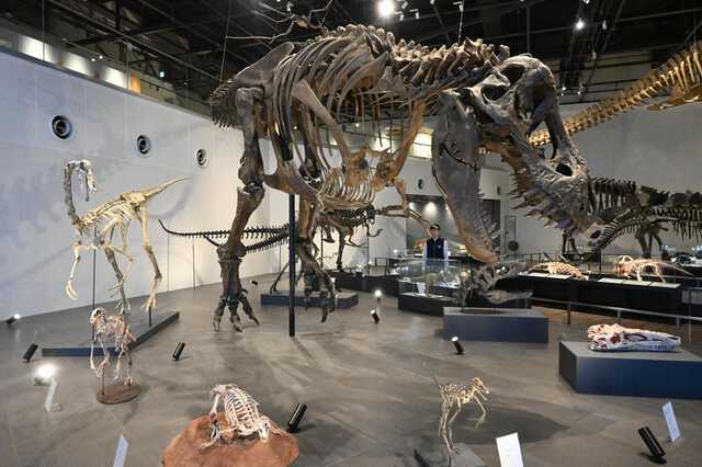 推しはティラノサウルスの全身骨格 恐竜博物館で学ぶ地球の歴史|au Web