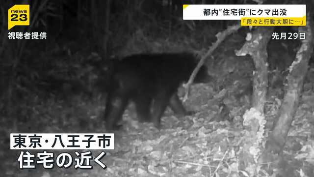 東京住宅街に“体長1m以上”のクマ出没「段々と行動大胆に…」生活圏に