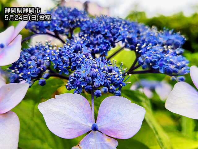 関東以西で紫陽花が色づき始める 見頃シーズン近づく|au Webポータル