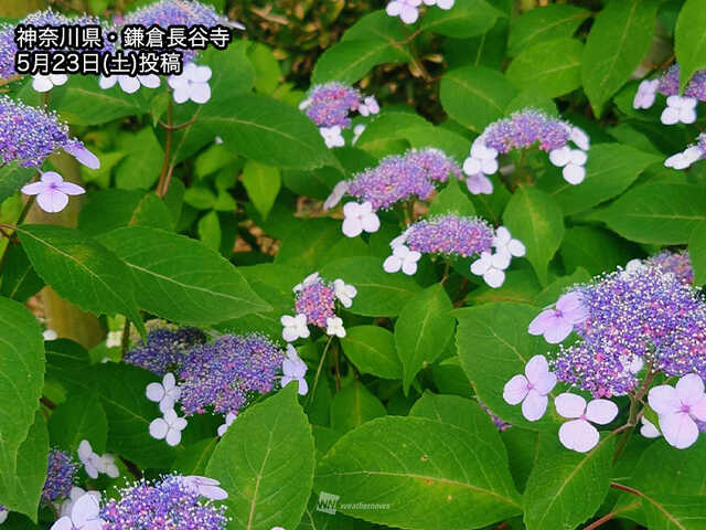 関東以西で紫陽花が色づき始める 見頃シーズン近づく|au Webポータル