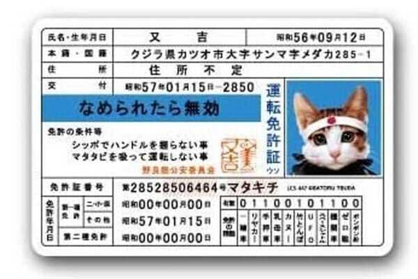 お値下げ交渉可能です。なめ猫　免許証 m46764532241_1.jpg?1647507323