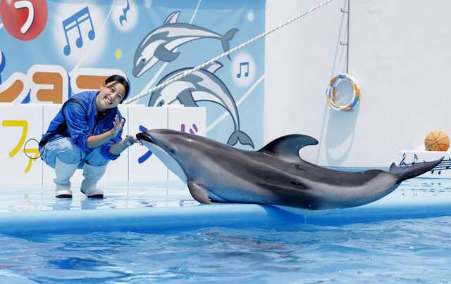イルカショーで元気届ける 能登出身の若手トレーナー|au Webポータル