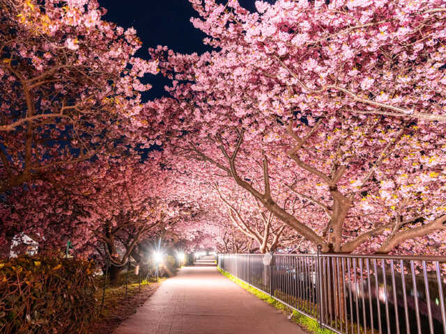 なぜ早く咲く？ “一足早い春”を感じる河津桜の秘密&花見スポット|au