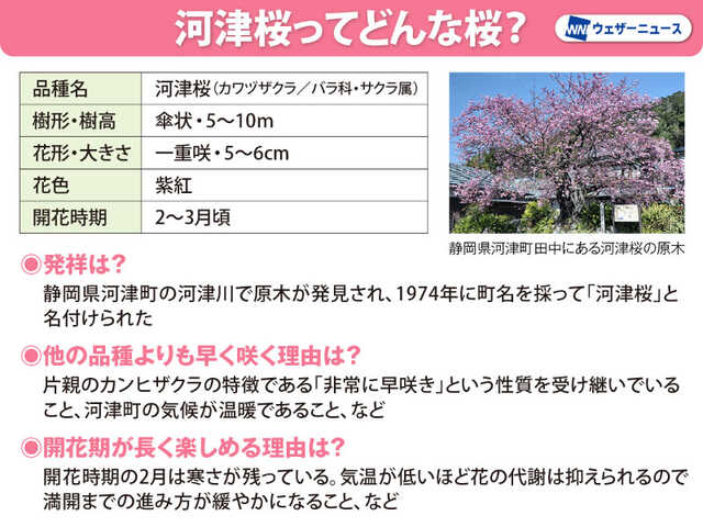 なぜ早く咲く？ “一足早い春”を感じる河津桜の秘密&花見スポット|au