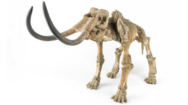 氷河期、人類はマンモスの骨でシェルターを作っていた|au Webポータル