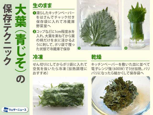 冷凍や乾燥もOK！大葉をより美味しく日持ちさせる保存テクニック|au