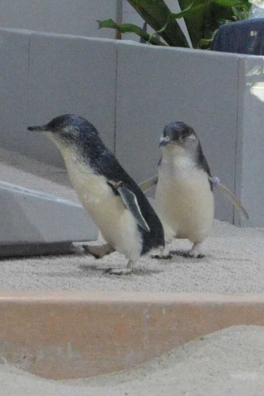 ペンギン 最小種のペンギン赤ちゃん「ミント」に命名 800グラムに 札幌|au Web