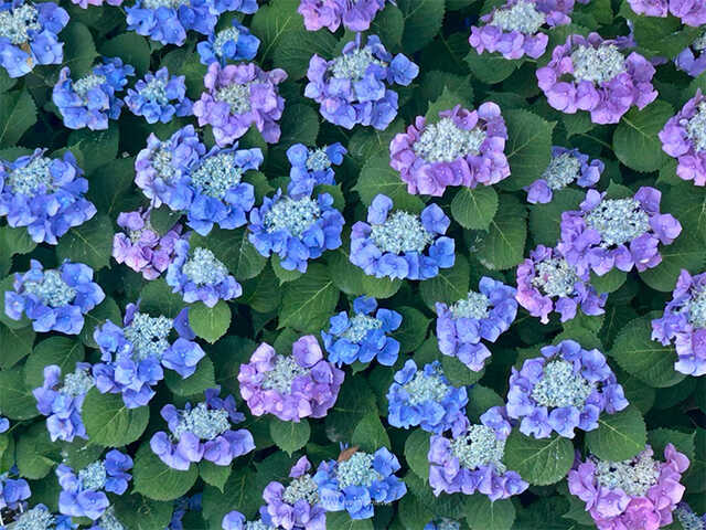 紫陽花は2000種ある!? 日本で見られる代表的な品種や特徴|au Web