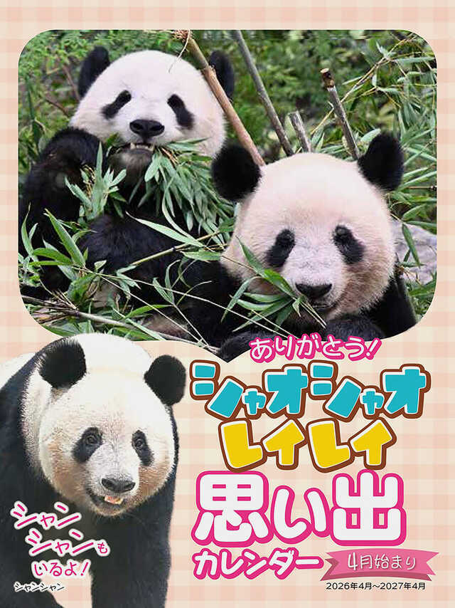 上野動物園　シャオシャオレイ　新品開封 上野動物園のパンダ「シャオシャオ＆レイレイ」思い出カレンダー 返還