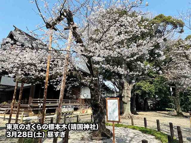 東京で桜が満開 平年より3日、昨年より2日早い観測|au Webポータル国内