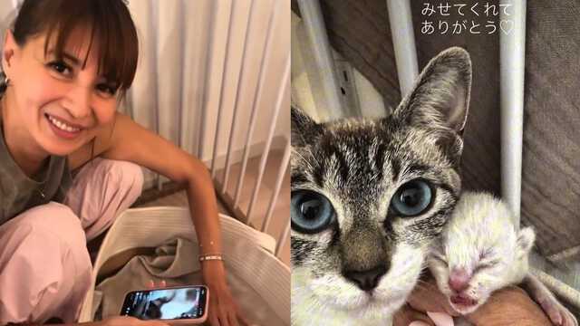 吉川ひなの 】保護猫が5匹の仔猫を出産「奇跡の瞬間を見せてくれて