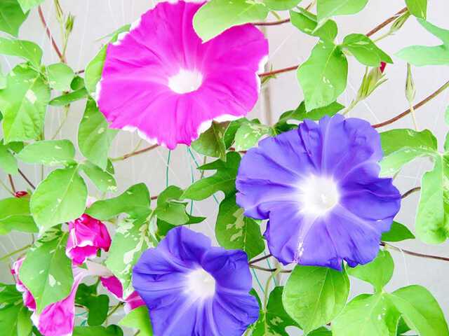 朝顔が咲くのは必ずしも朝ではなかった!? 開花の謎|au Webポータル国内