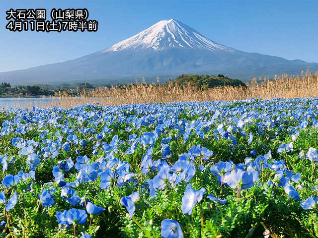 瑠璃色の花の海「ネモフィラ」がもうすぐ見頃|au Webポータル国内ニュース