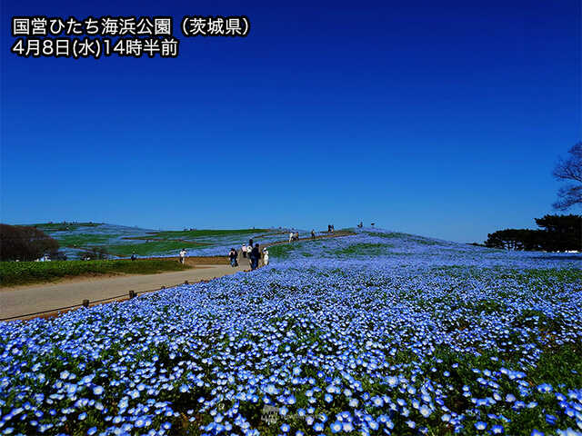瑠璃色の花の海「ネモフィラ」がもうすぐ見頃|au Webポータル国内ニュース