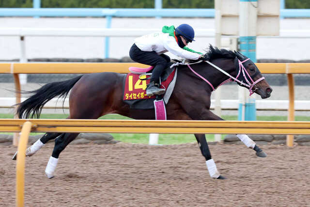 阪神JF・1週前】まだまだ上昇気配！ 栗東・CWコースで好時計