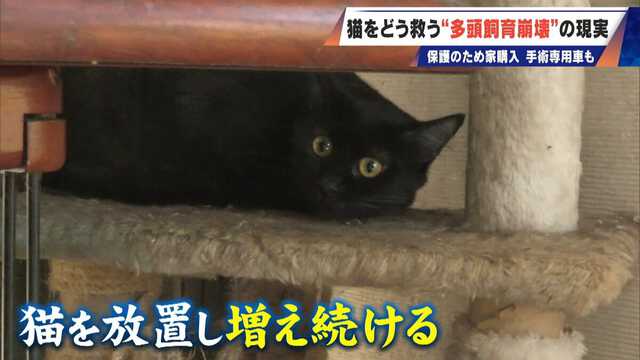 最悪の現場。今から亡くなっている子を探す｣ 猫の多頭飼育崩壊… 30匹