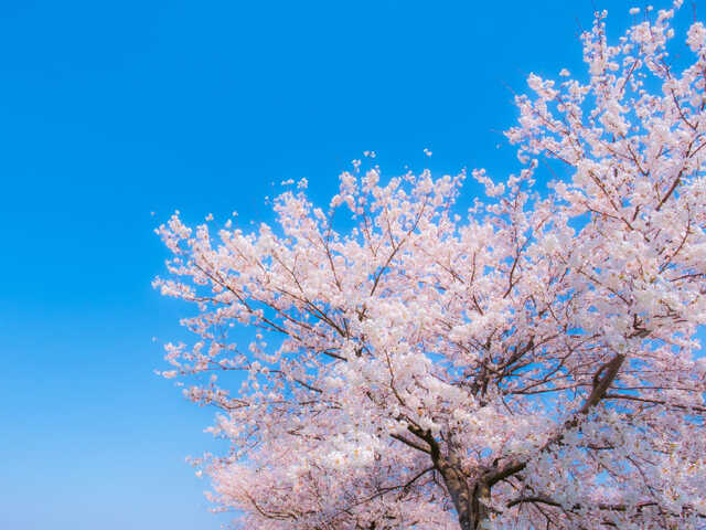 桜はなぜピンク色？ 「蕾(つぼみ)」→「咲き始め」→「散り際」で色が