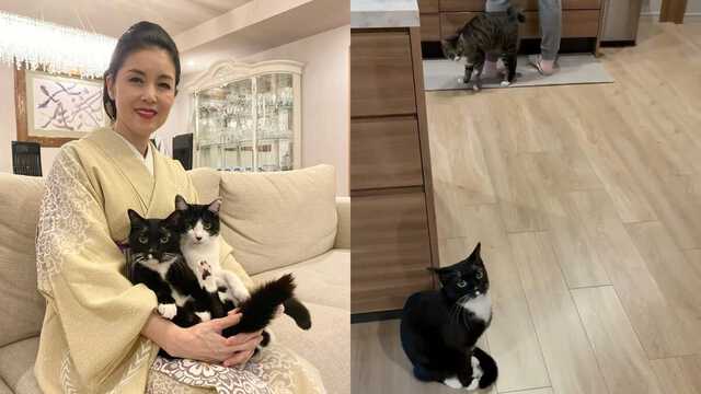 ねこ 】藤あや子さんの保護猫「じゃこ天」 大声で “ごつん・すりすり