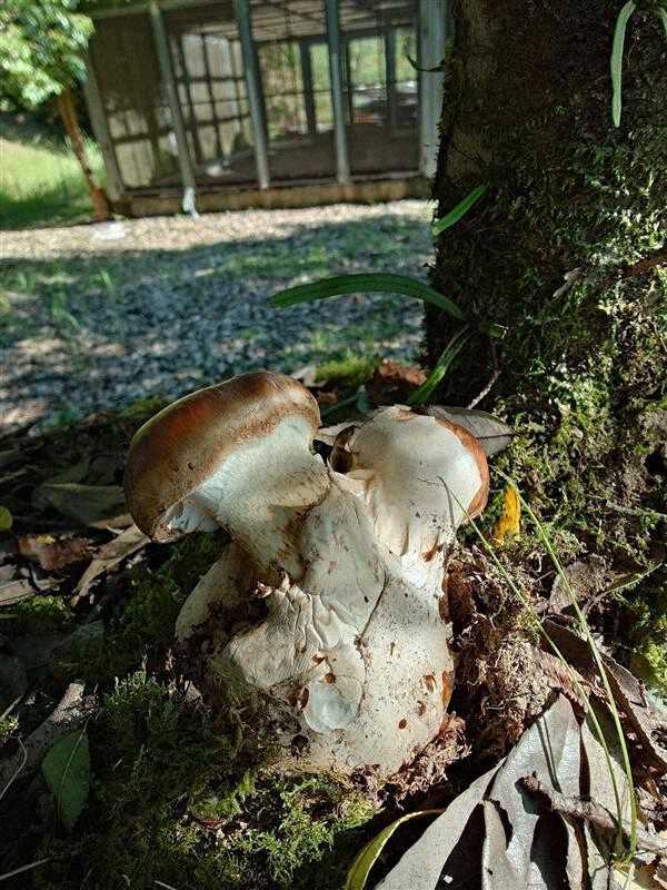 希少キノコ「ブンゴツボマツタケ」を宮崎・美郷町で発見 国内4例目|au