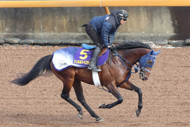 ☆競馬☆シュネルマイスター☆たてがみ☆ノーザンホースパーク ☆競馬☆シュネルマイスター☆たてがみ☆ノーザンホースパーク