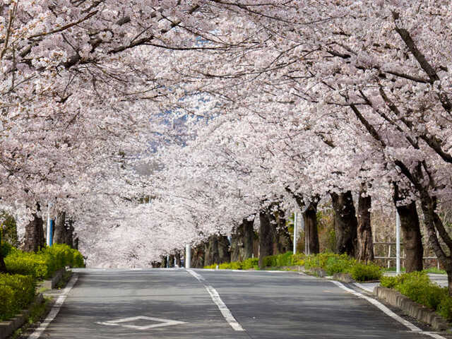 サクラ並木 ドライブで楽しめる桜並木特集 津軽「世界一の桜並木」ほか|au Web