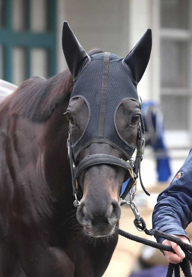 21年の日本ダービー馬シャフリヤールが一転して来春も種牡馬生活を