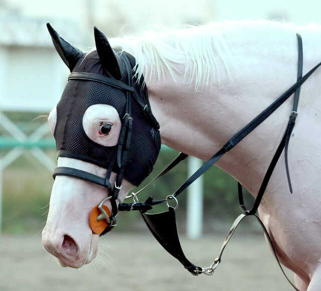 東京4R・2歳新馬】白毛の高額馬、スーホの初陣は7着 戸崎