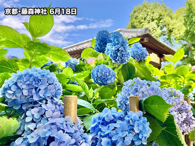 鎌倉や京都などでも今が見頃！ 今週末のおすすめ紫陽花スポット|au Web