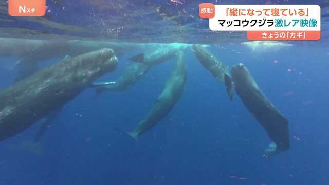 マッコウ鯨 70g 7.2㎝ 東な7-0317ア㉜