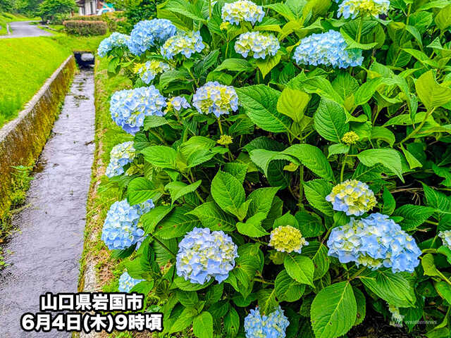 近づく雨の季節 各地で紫陽花の色づきも進む|au Webポータル国内ニュース