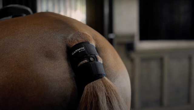 250829garminhorse