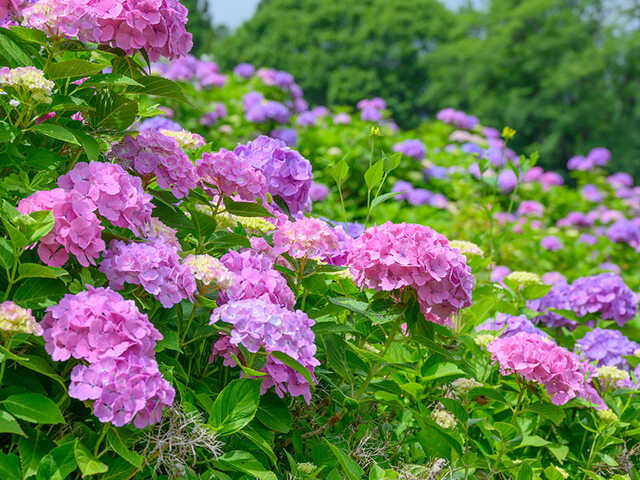 街角の紫陽花 の今💙