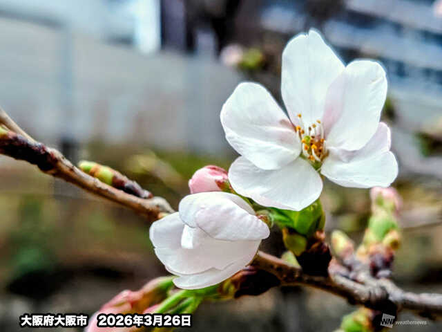 大阪でソメイヨシノが開花 平年より1日早い|au Webポータル国内ニュース