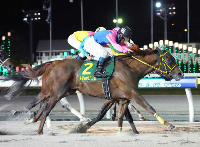 メイショウハリオ ワイン 4本セット競馬 馬 JRA ウマ娘 競走馬 メイショウ ダートG1級4勝のメイショウハリオが競走馬登録抹消 今後はイースト