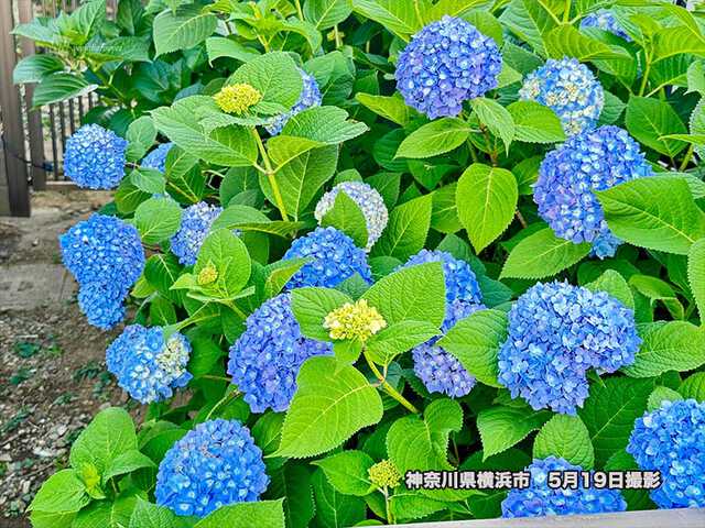 桜だけじゃない!? 温暖化で紫陽花(アジサイ)の開花前線に変化|au Web