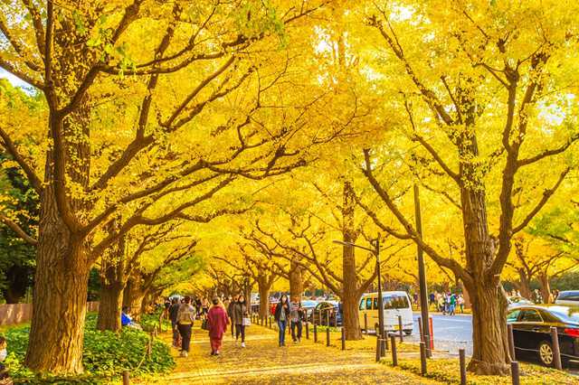 東京の銀杏並木といえばココ！おすすめスポットと鑑賞のポイント