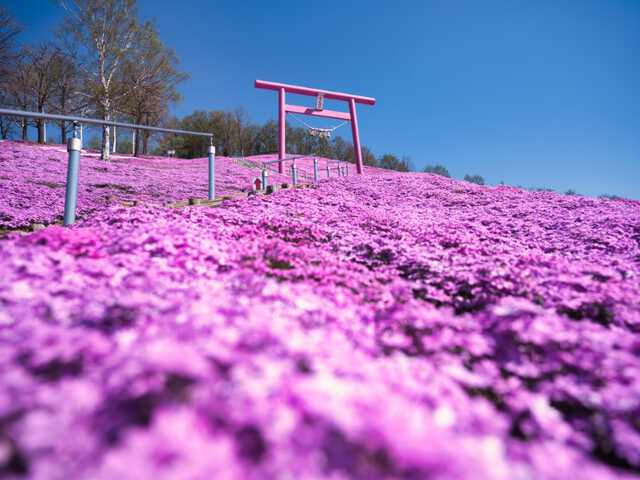 完全版】北海道の芝桜名所8選！必見のスポットを厳選紹介|au Web