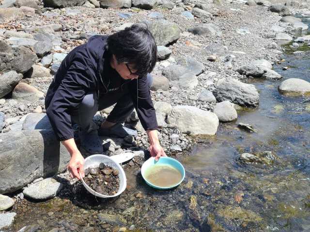 限定SALE，新作 砂金 天然砂金 関東砂金