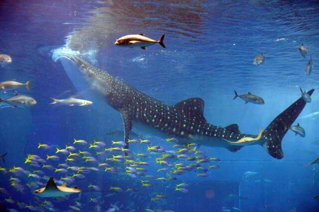 2024年最新】ジンベエザメが見られる水族館は？各施設の魅力も紹介|au