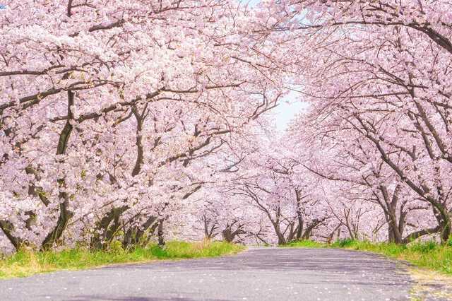 名古屋のお花見スポット10選！桜の名所を楽しもう！|au Web