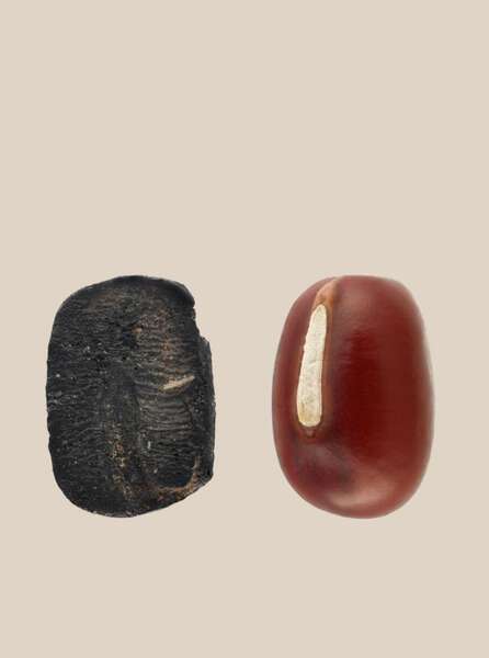 中国・山東省の小高遺跡で9千年前の炭化アズキ発見|au Webポータル国際