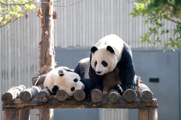 パンダの「珍珍」と「芊喜」、台の上でのんびり 中国四川省|au Web