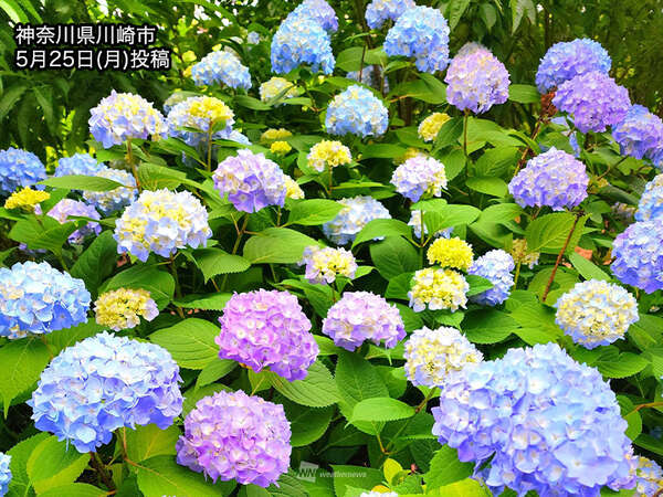 関東以西で紫陽花が色づき始める 見頃シーズン近づく|au Webポータル