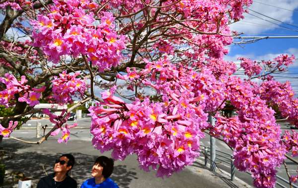 春の始まり「立春」 ピンク色のイペー、鮮やか満開 沖縄・うるま市|au