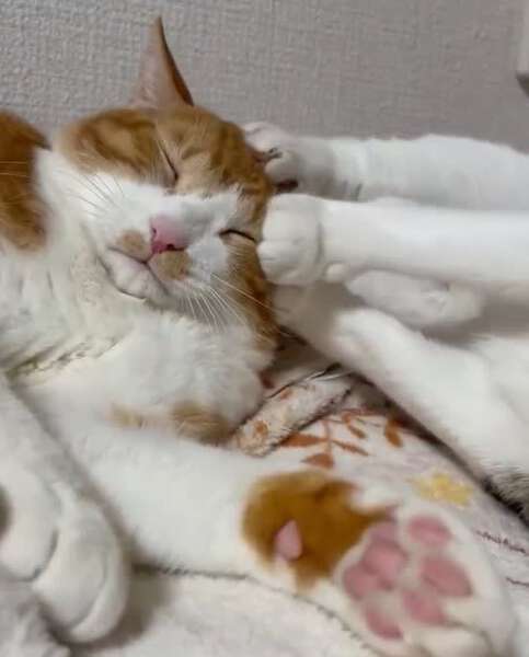 駆け降りる猫 2025.2.14 「今日のチャア💨」 側車が猫の🐾🐾🐾だらけ（笑