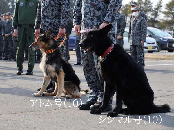 かわいい「お尻アタック」大型犬に癒される