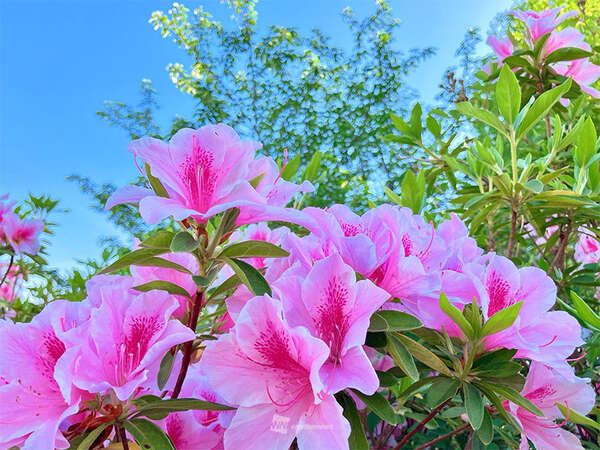 ツツジとサツキ、見分けられる？ 色や見た目が似ている初夏の花|au Web