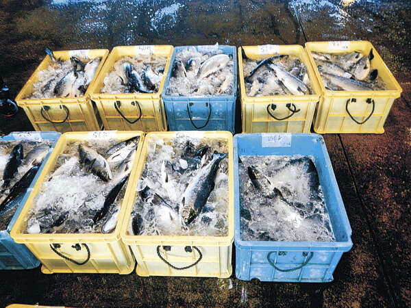 断捨離セール中♪要プロフ確認キンパル ギンザケ最多4000匹出荷へ 氷見・宇波浦、養殖事業5年目 初日470匹