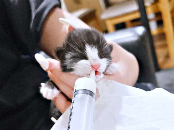 ゴミ捨て場に遺棄された子猫 140グラムの小さな命を救う奮闘記 1年後