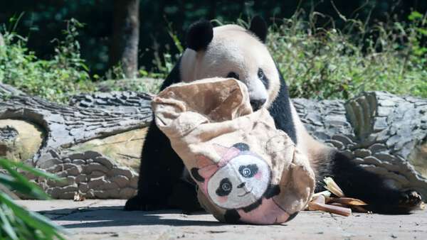 パンダのシャンシャンがぬいぐるみ遊び 中国四川省|au Webポータル国際